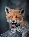 happyfox