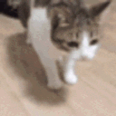 catkms_fast