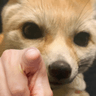 FennecPoint
