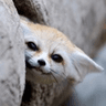 FennecSidePeek
