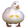 SShyDuck