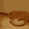 kittenmilk