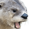 mammal_northamericanriverotter_6