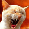 pewpewcat