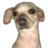 scared_dog_emote