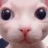 Bingus