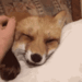 foxpet