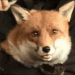 foxgroom