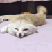 HappyFen
