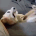 devoured