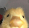 pmmpeekingduck