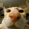 bignosecat