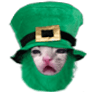 stpattyupsetcat