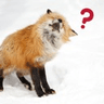 QuestionFox