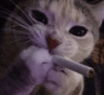 catsmoke