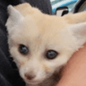 FennecSmol