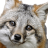 GreyFox