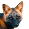 CrossFox