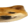 doge2