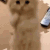 CatPleaseLG