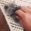 CatSurrenderLH