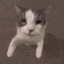 ze_catkiss