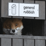 rubbish