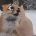 FoxBoopFRI