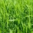 grass