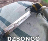 dzsong