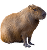 capybara