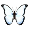 whitebutterfly