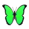 greenbutterfly