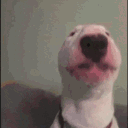 walterdance