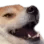 FelizGuauGuau
