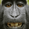 Monkesmile1