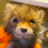 Smol