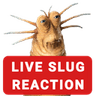 slug