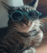 coolcat