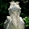 angryshoebill