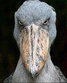 shoebill