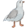 seagullMad