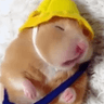 hamstersleep