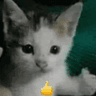 catthumbsup