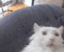 catinsane