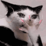 mommy_catgasp