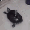 mommy_gifdancingturtle