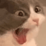 Cat_Scream