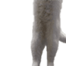 longcat2