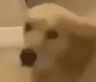 dogstare